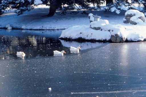 Ducks on an icy pond