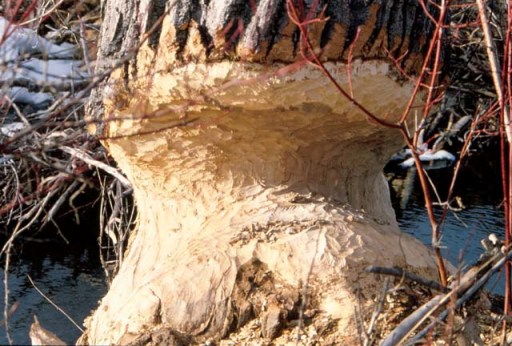 Tree chewed by beavers