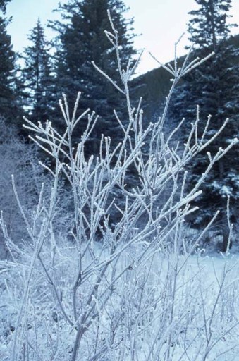 Icy Branch