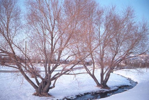 Bozeman, Montana in winter