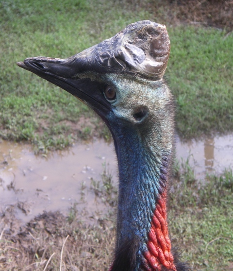 Cassowary