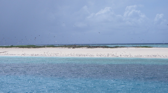 Michaelmas Cay