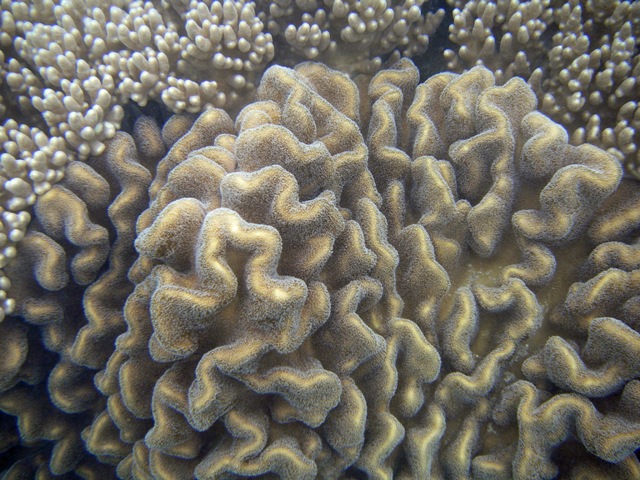 Coral