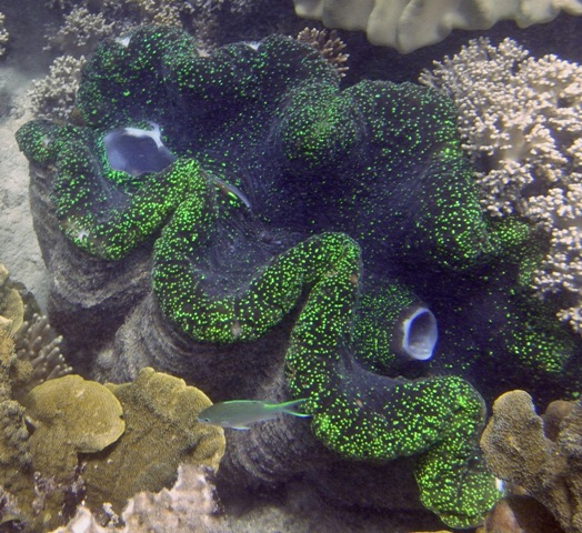 Giant Clam