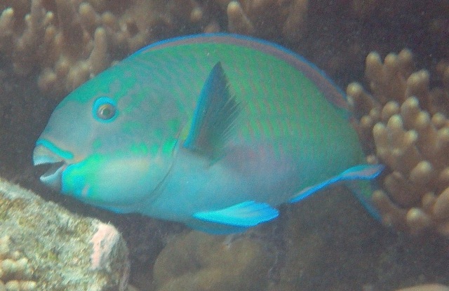 Parrot Fish