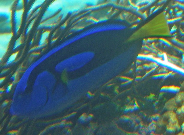 Dory