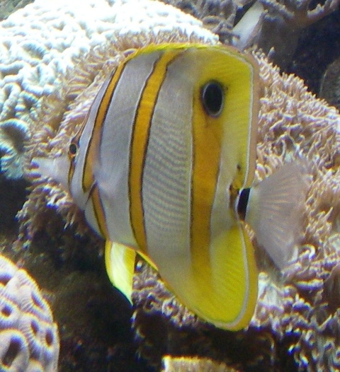 Yellow Fish