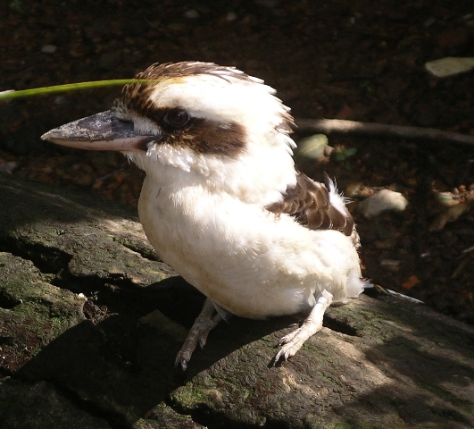 Kookaburra