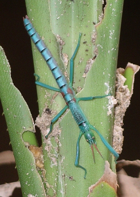 Peppermint Stick Insect