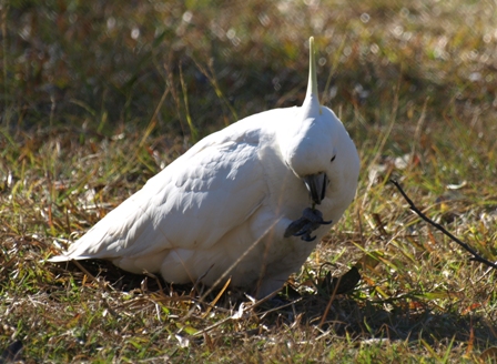 Cockatoo