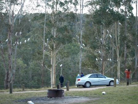 Cockatoos