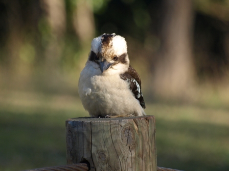 Kookaburra