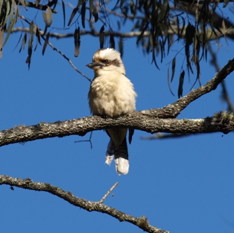 Kookaburra