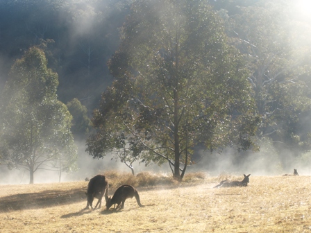 Kangaroos