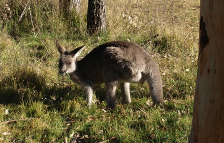 Kangaroos