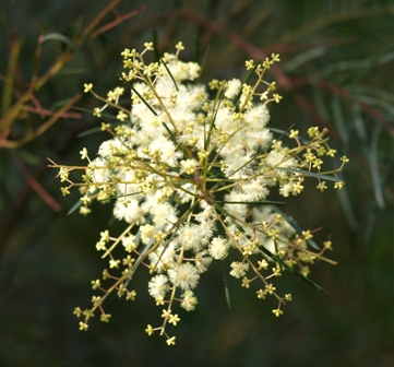 Wattle