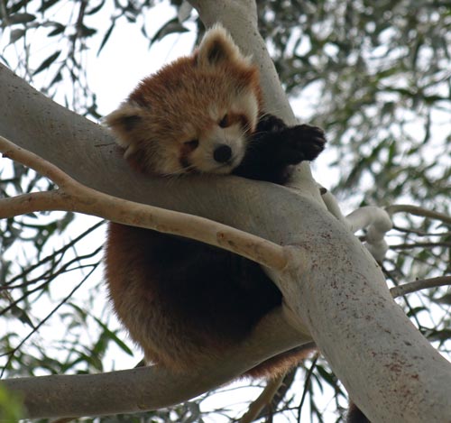 Red Panda at National Zoo