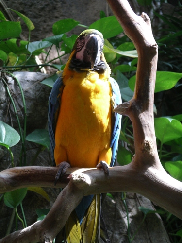 Macaw