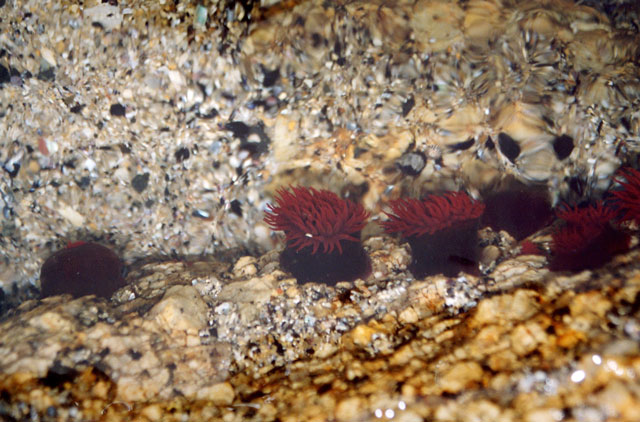 anemones