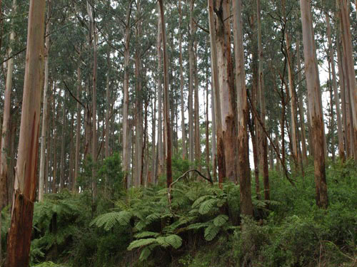 Along the Grand Ridge Road