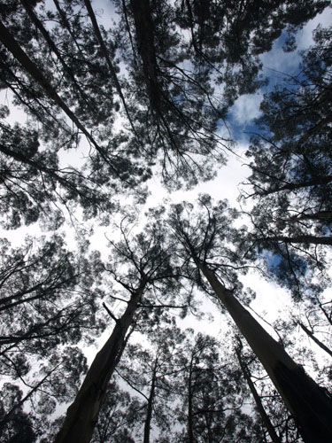 Tree Tops on the Grand Ridge Road