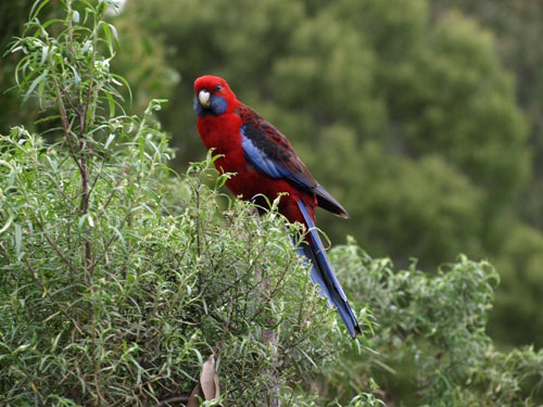 Rosella at Tarra Bulga