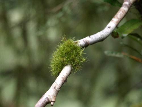 Moss at Tarra Bulga N.P.