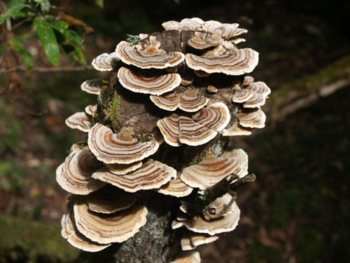 Funghi at Tarra Bulga N.P.