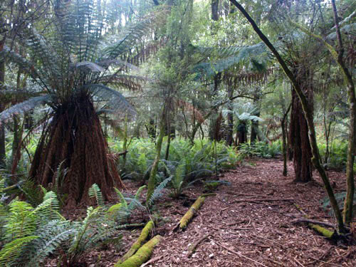 Tree Fern Gully at Tarra Bulga N.P.