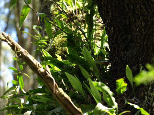 Tarra Bulga N.P.