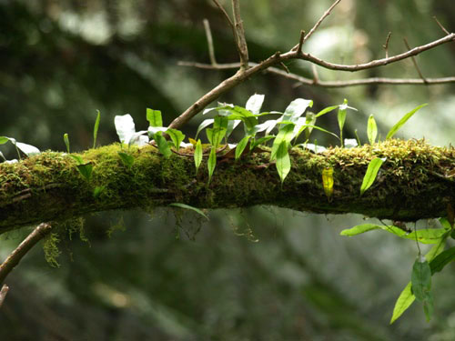 Tarra Bulga N.P.