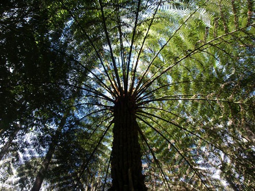 Tree Fern at Tarra Bulga