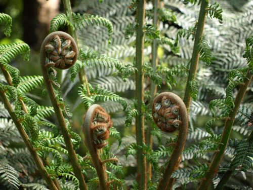 New Ferns at Tarra Bulga