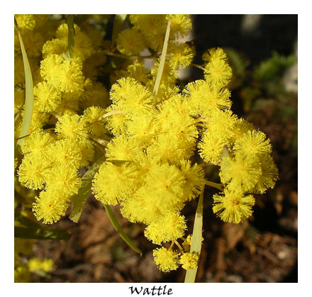 Wattle