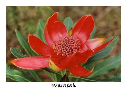 Waratah