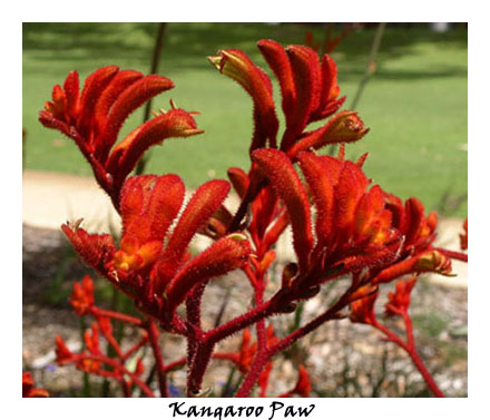 Kangaroo Paw