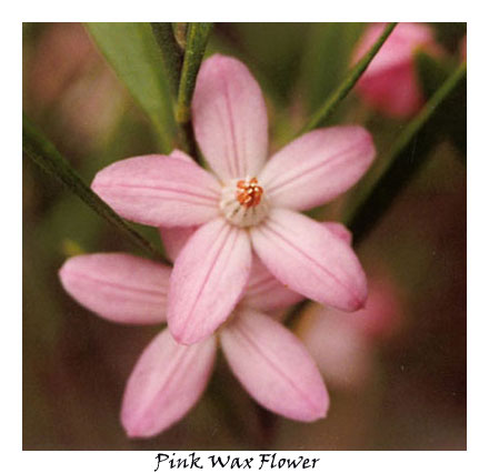 Pink Wax Flower