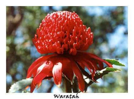 Waratah