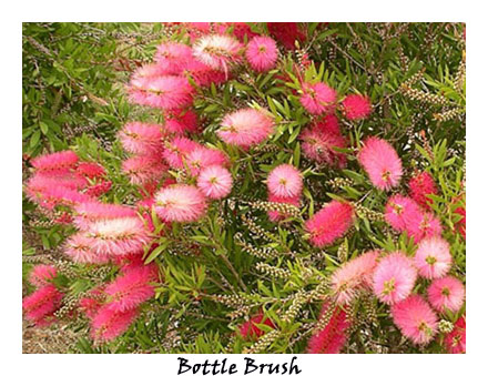 Bottle Brush