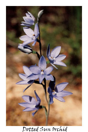 Dotted Sun Orchid