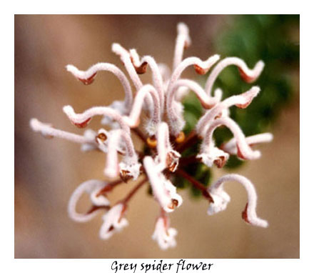 Grey spider Flower