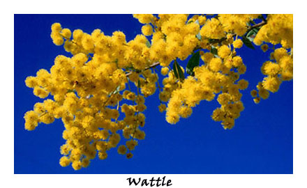 Wattle