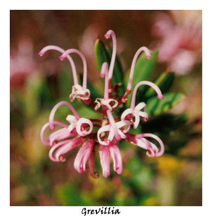 Grevillia