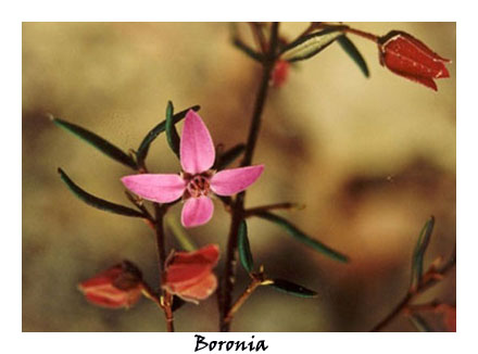 Boronia