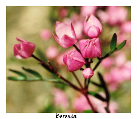 Boronia