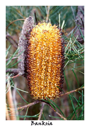 Banksia