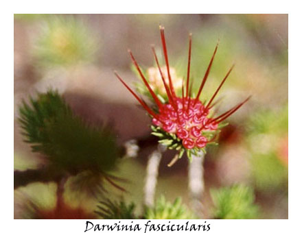 Darwinia fascicularis