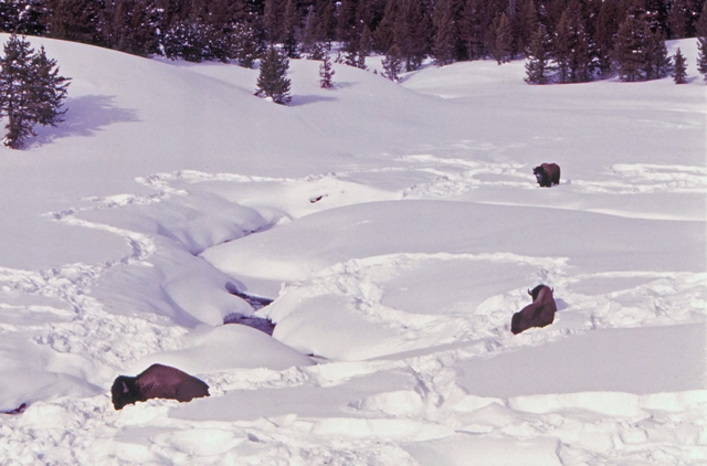 Bison in snow