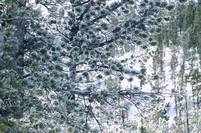 Icy tree