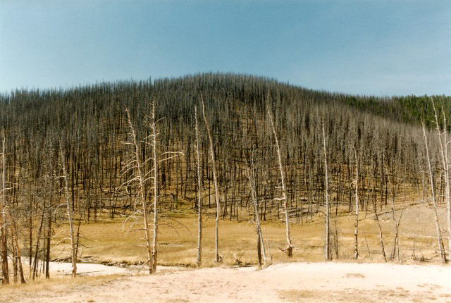 Burned out skeletal trees, Yellowstone